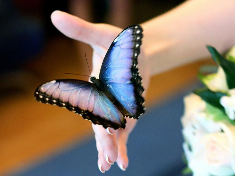 Дарите живых бабочек