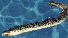 Морская минога ( Petromyzon marinus ) |   Проект Home   |   таксономия   |   Удостоверение личности   |   распределение   |   Вступление   |   создание   |   экология   |   Выгоды   |   Угрозы   |   контроль   |   Распространенное название: Морская минога (озерная минога, миног миног, камнедок, угорь лэмпер, камнерезный)   Научное название: Petromyzon marinus Linnaeus 1758